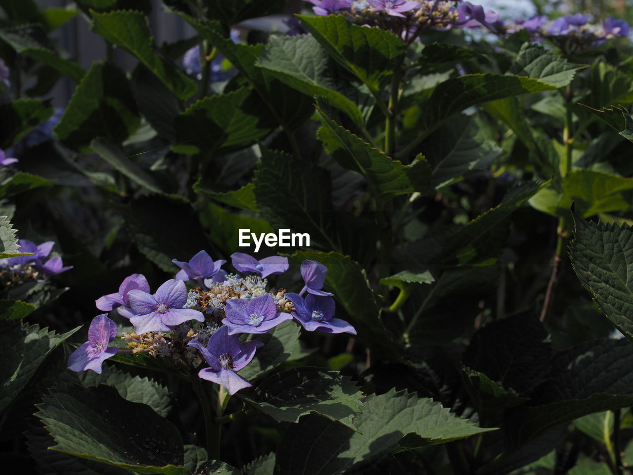 CLOSE-UP OF FLOWERING PLANTS