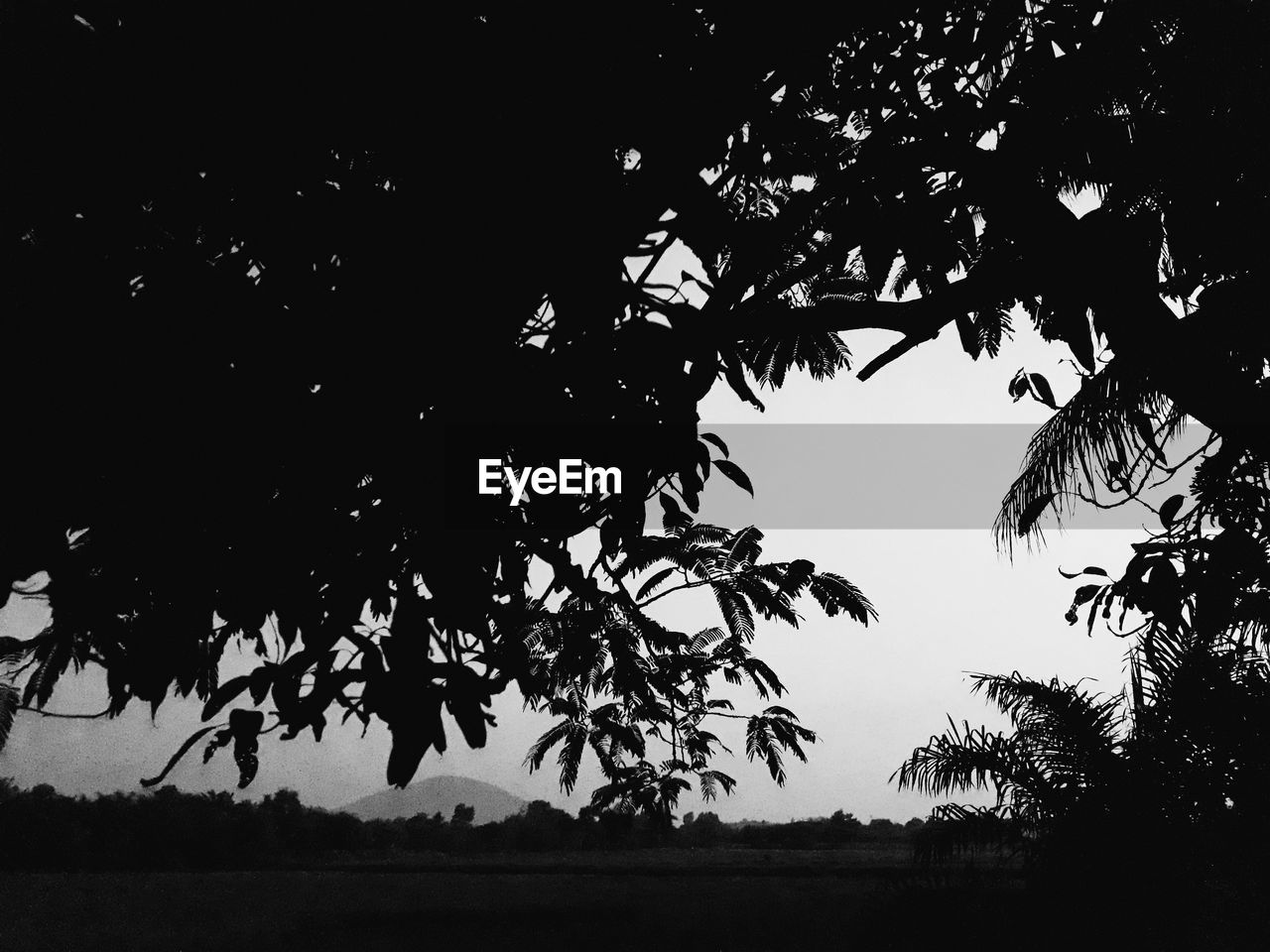 SILHOUETTE OF TREES ON FIELD AGAINST SKY