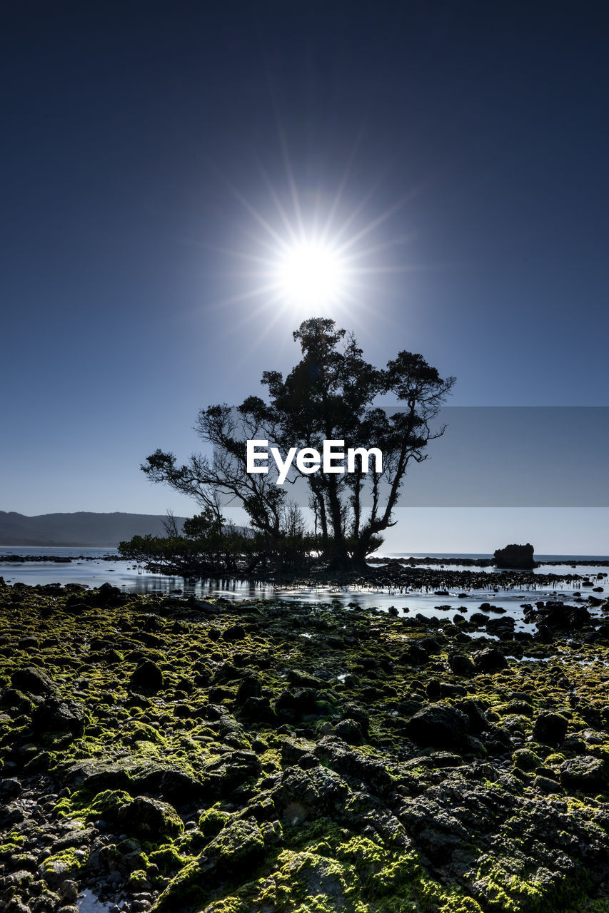 TREE BY SEA AGAINST CLEAR SKY