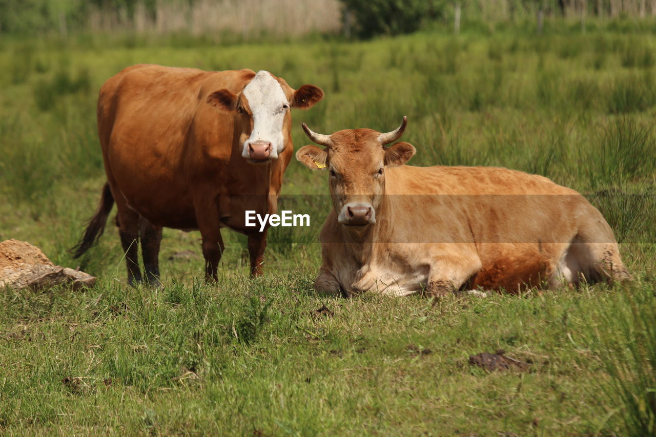 Cows in a field