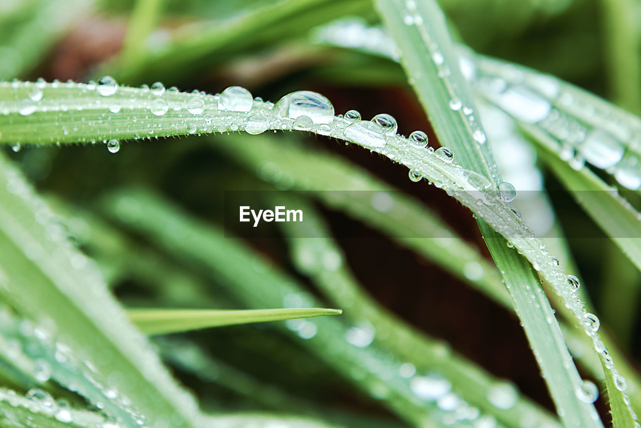 drop, water, wet, plant, green, dew, moisture, nature, leaf, grass, plant part, close-up, growth, beauty in nature, freshness, no people, rain, macro photography, environment, plant stem, blade of grass, selective focus, flower, outdoors, purity, raindrop, backgrounds, day, macro, food and drink