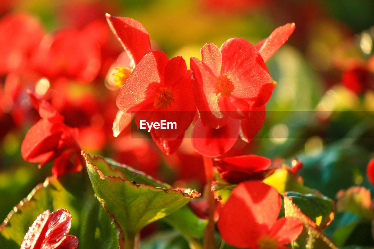 Close-up of red flowers