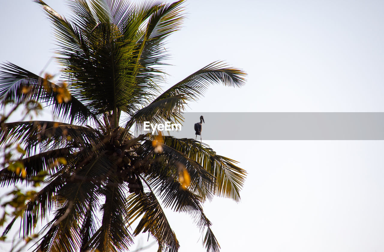 LOW ANGLE VIEW OF PALM TREE AGAINST SKY