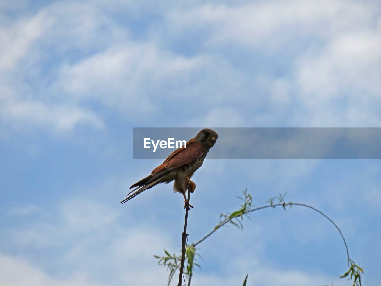 LOW ANGLE VIEW OF BIRDS PERCHING ON TREE