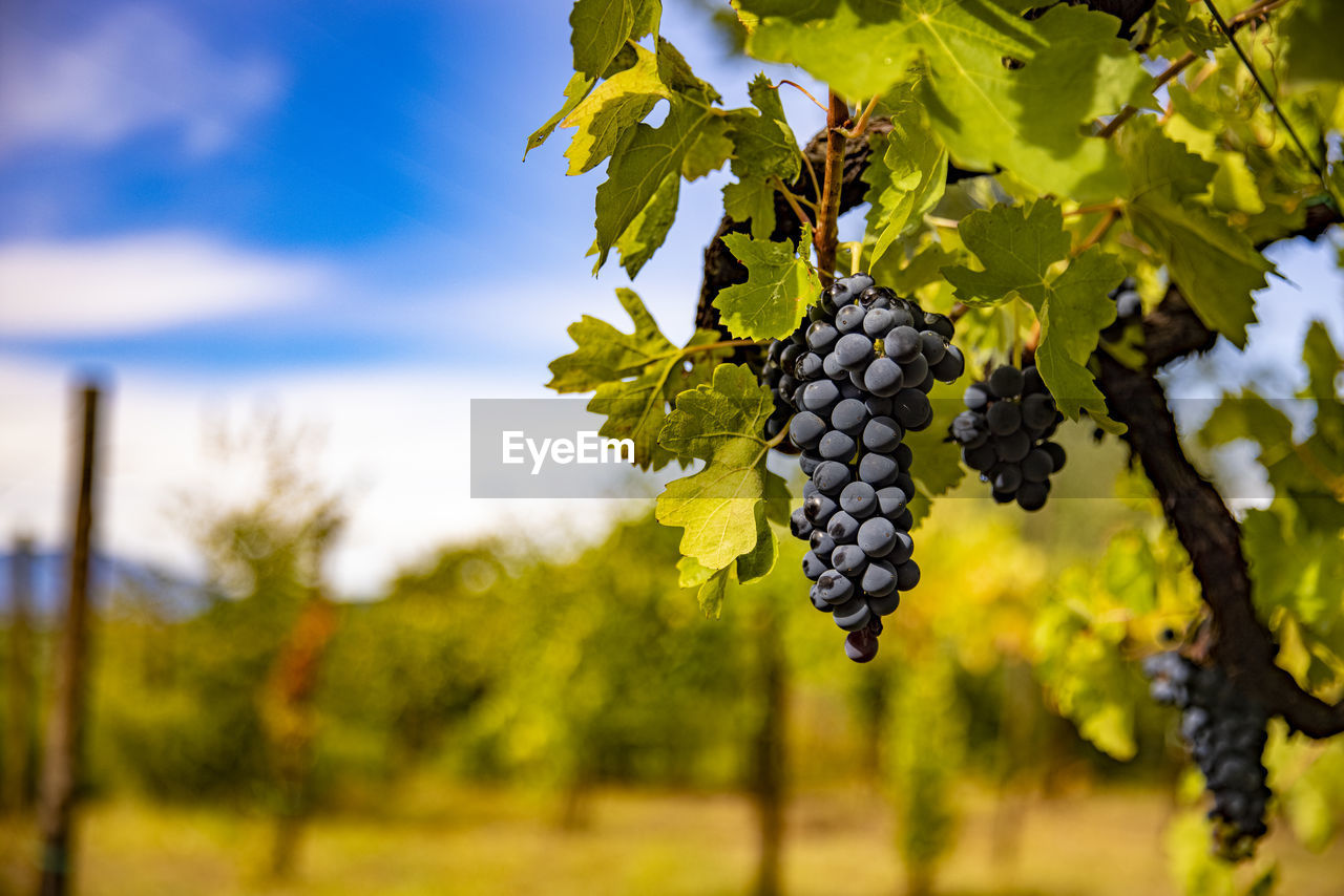 Close-up of grapes growing in vineyard