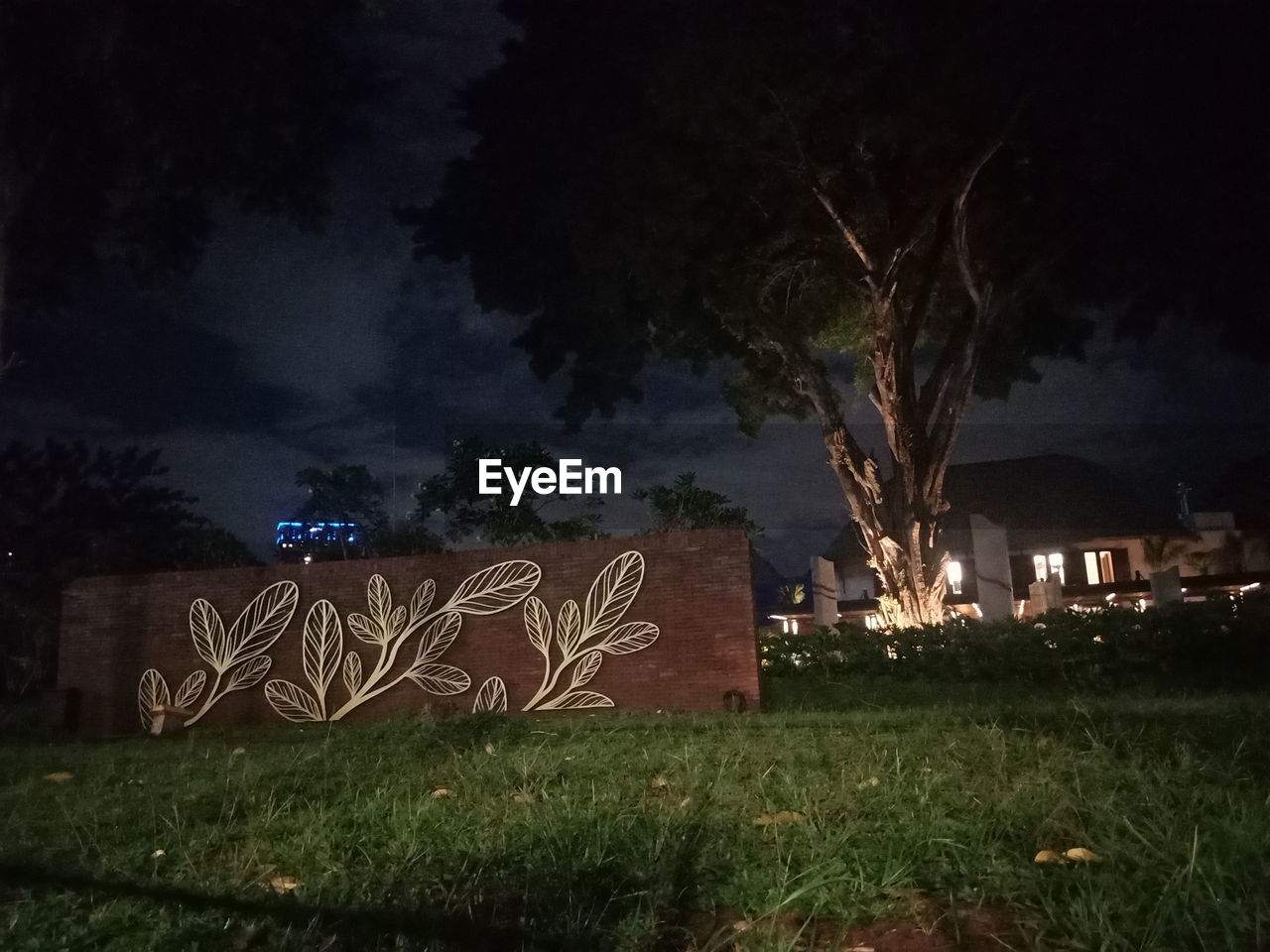 TREES ON FIELD AT NIGHT