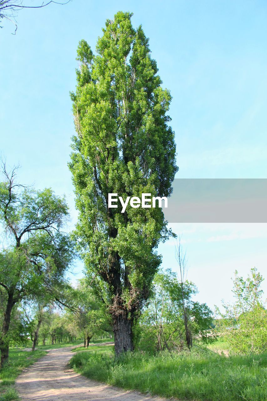 TREES GROWING IN PARK AGAINST SKY