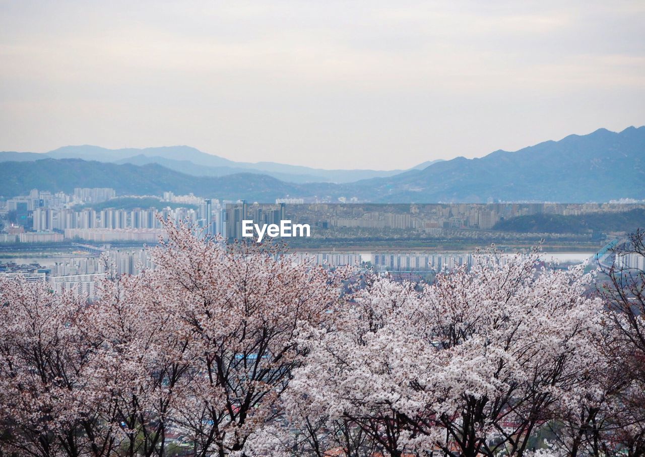 Scenic view of cherry blossom by mountains against sky
