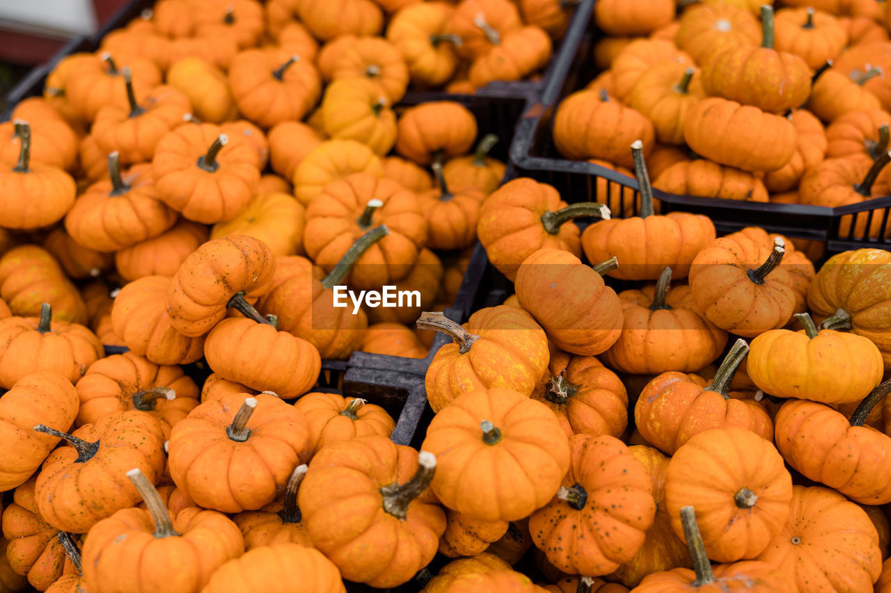 Closeup of multiple small orange pumpkins