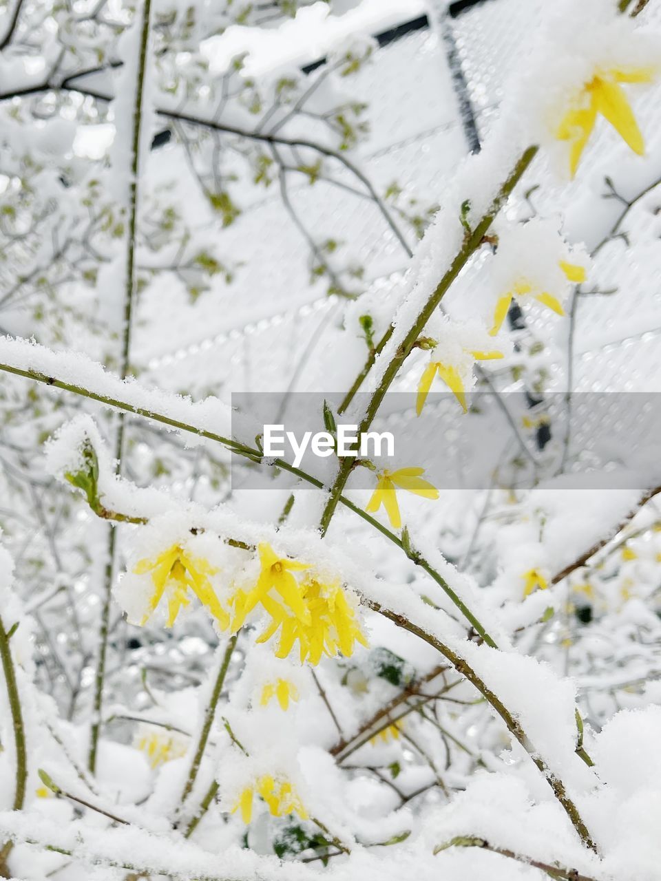 branch, plant, cold temperature, snow, winter, nature, beauty in nature, white, tree, no people, yellow, flower, leaf, freshness, spring, flowering plant, growth, close-up, twig, blossom, day, fragility, outdoors, focus on foreground, frost, frozen, freezing, springtime, environment