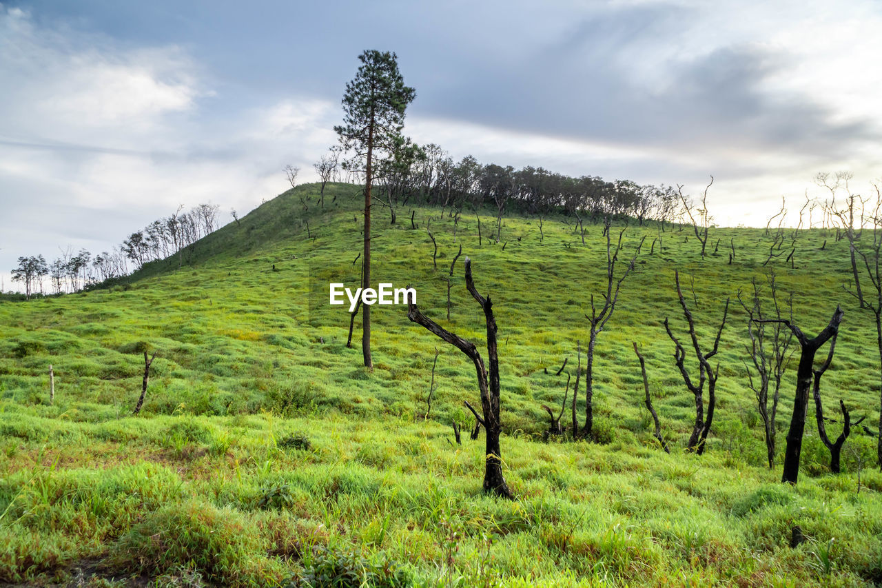 landscape, land, plant, environment, sky, field, cloud, scenics - nature, nature, agriculture, rural scene, grass, green, beauty in nature, tree, hill, no people, grassland, rural area, tranquility, pasture, tranquil scene, growth, non-urban scene, outdoors, farm, natural environment, meadow, social issues, travel, environmental conservation, crop, fence, forest, travel destinations, day, plain, soil, tourism, valley, vineyard, plantation