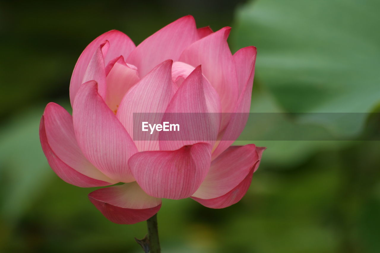 Close-up of pink lotus