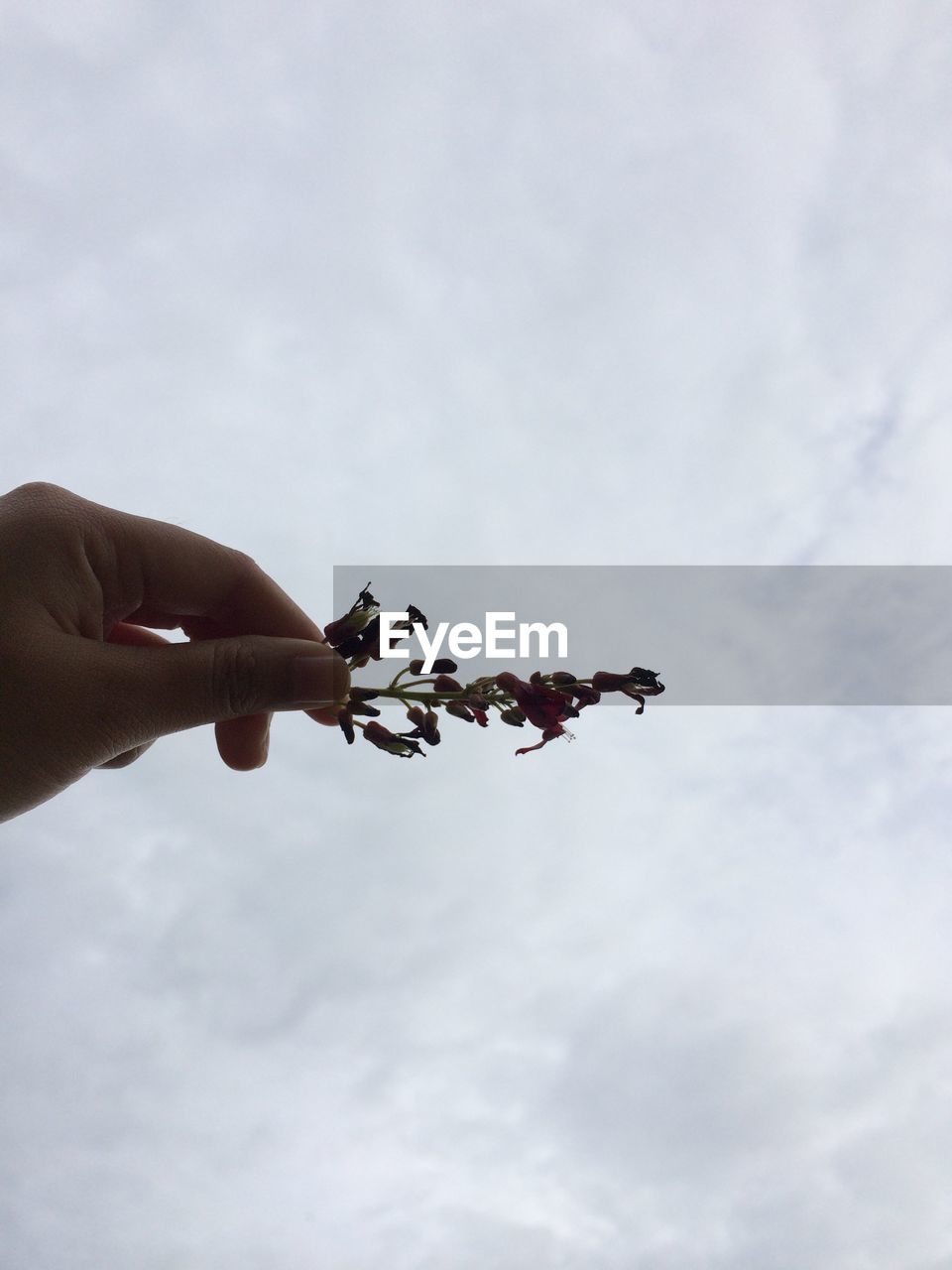 LOW ANGLE VIEW OF PERSON HAND AGAINST WHITE FLOWERING PLANT AGAINST SKY