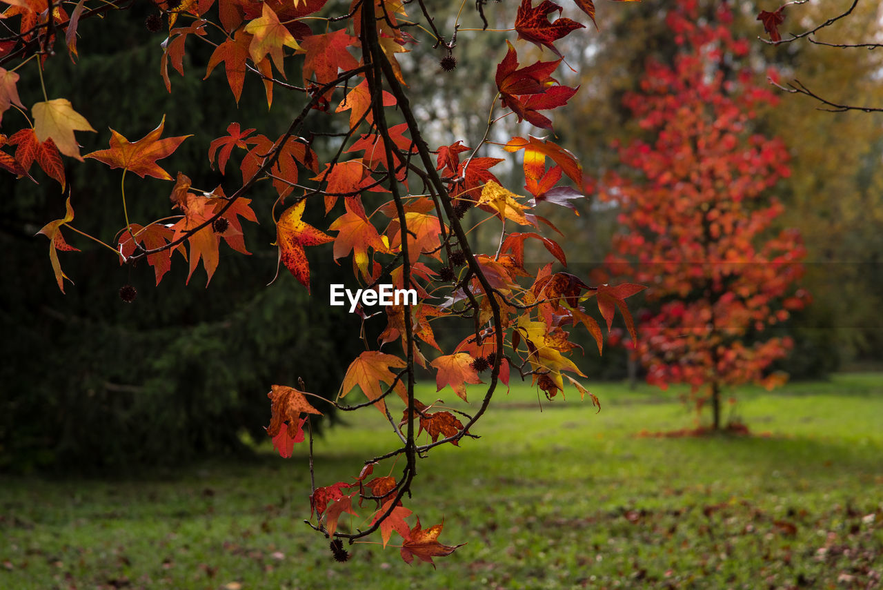 Close-up of autumn tree in park