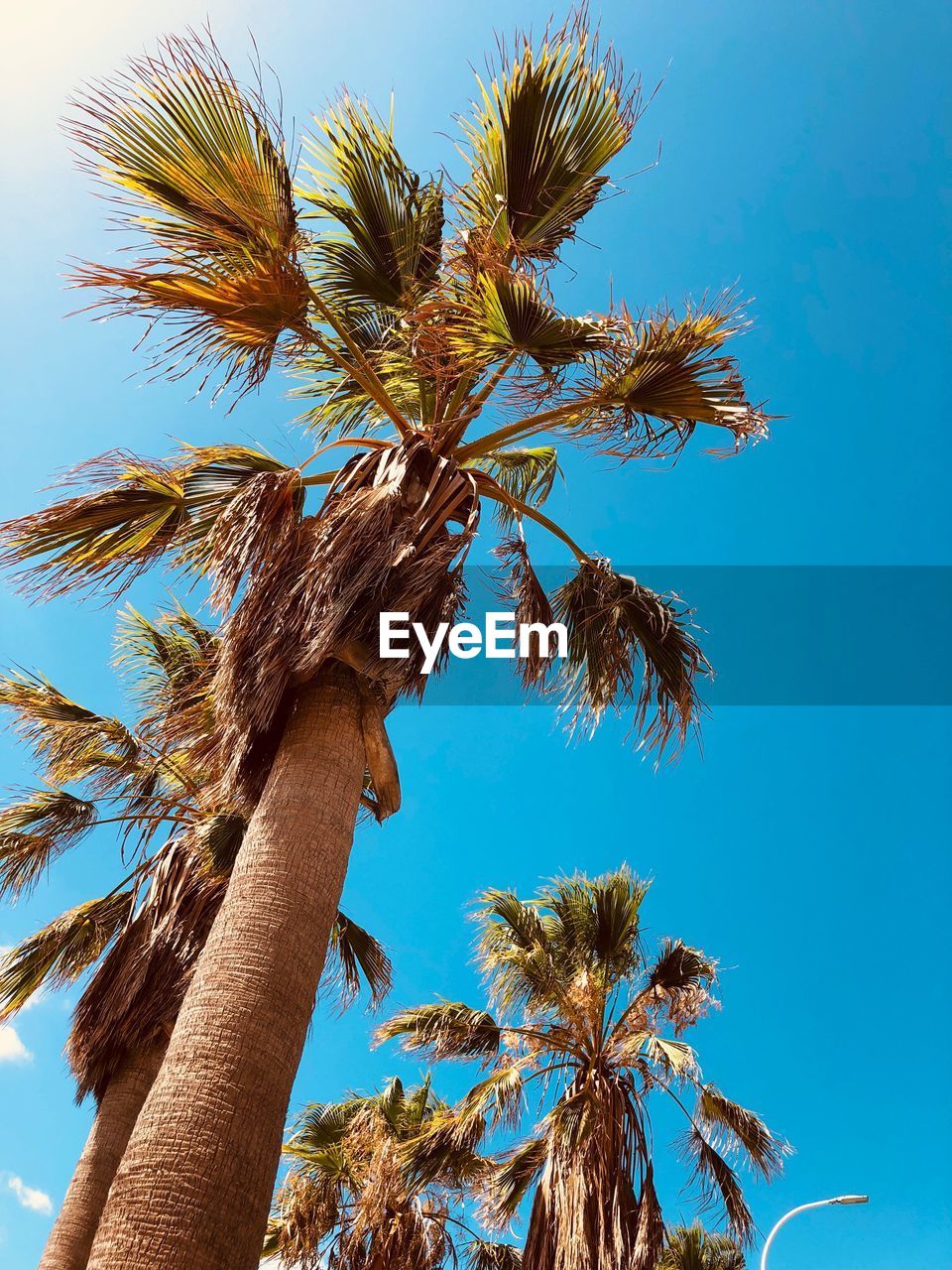LOW ANGLE VIEW OF PALM TREE AGAINST BLUE SKY