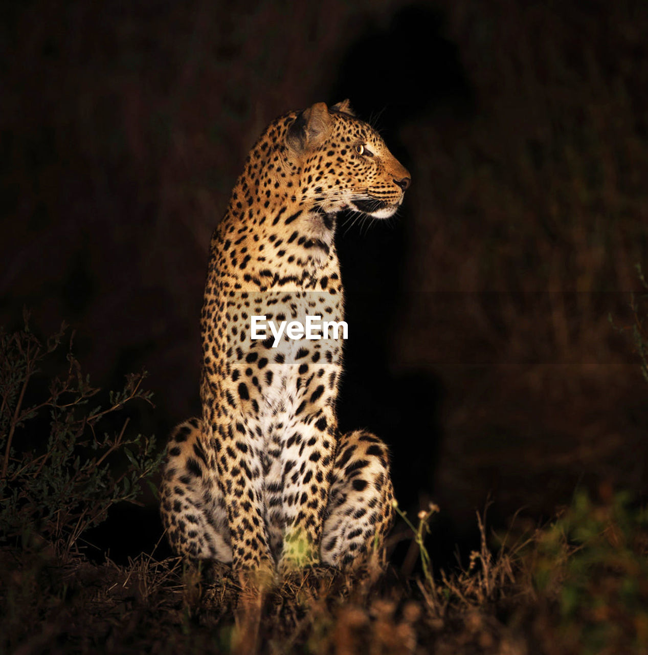 Close-up of a cat looking away