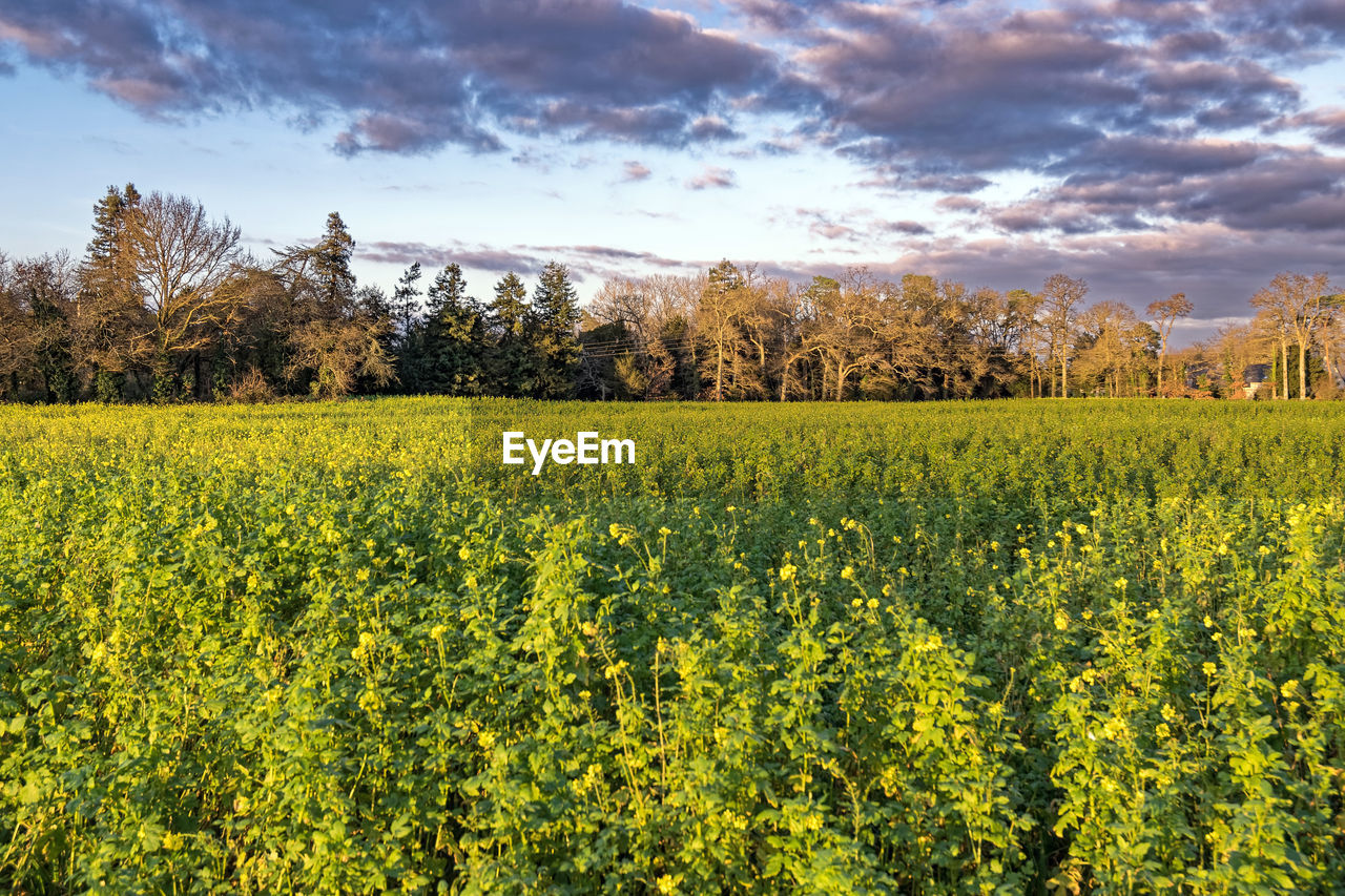 Scenic view of oilseed rape field against sky