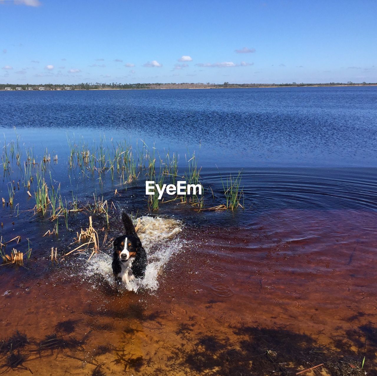 DOG IN WATER AGAINST SKY