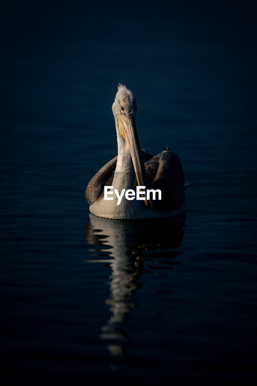 close-up of pelican swimming in lake