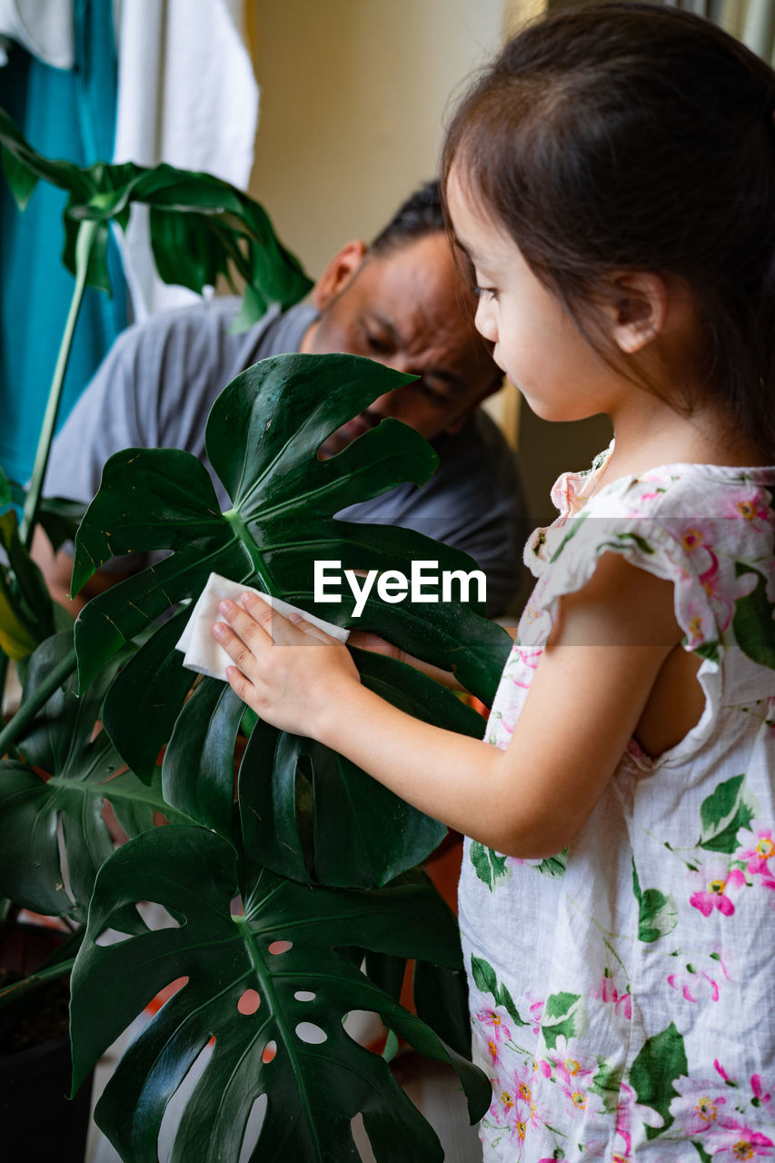 A little girl oiling the houseplant leaves, taking care of plant monstera. family home gardening.