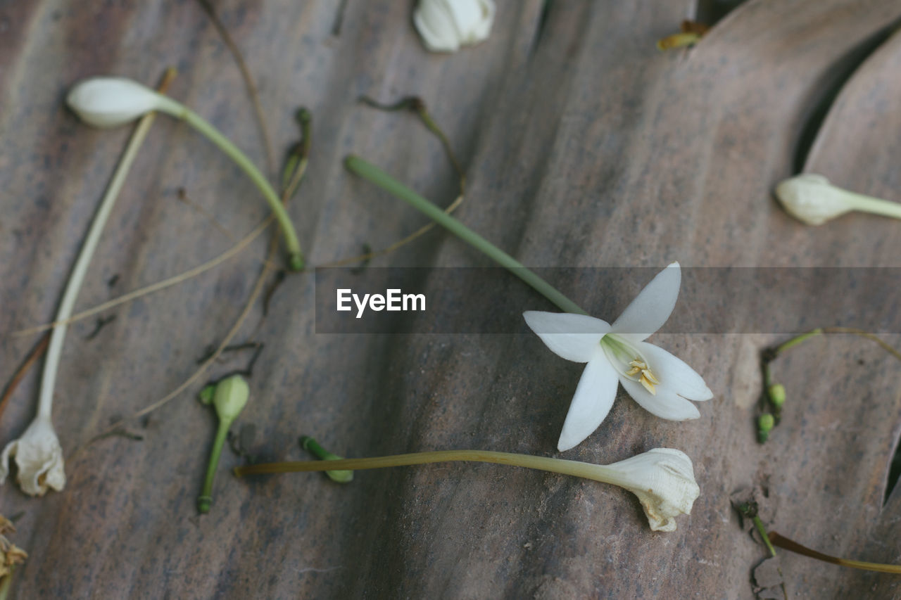 CLOSE-UP OF FLOWERING PLANT