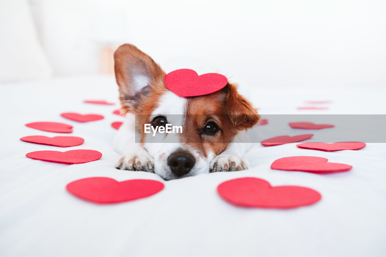 Cute jack russell dog at home with red love roses and hearts, romance valentines concept