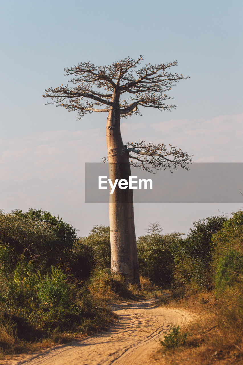 tree, plant, nature, sky, no people, landscape, environment, land, beauty in nature, savanna, scenics - nature, tranquility, tree trunk, outdoors, trunk, cloud, growth, day, non-urban scene, rural area, hill, tranquil scene, travel destinations, travel, leaf, flower