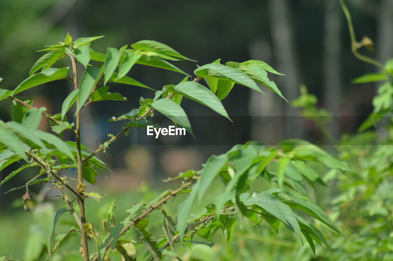 CLOSE-UP OF FRESH GREEN PLANTS