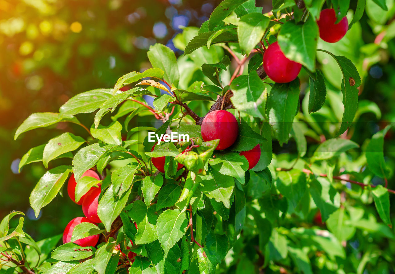 Yellow cherry plum berries on branches among green leaves.