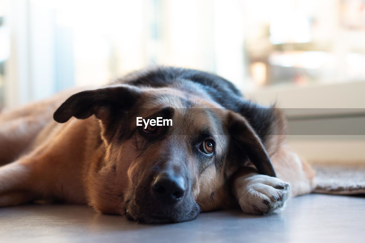 CLOSE-UP PORTRAIT OF A DOG RESTING ON FLOOR AT HOME