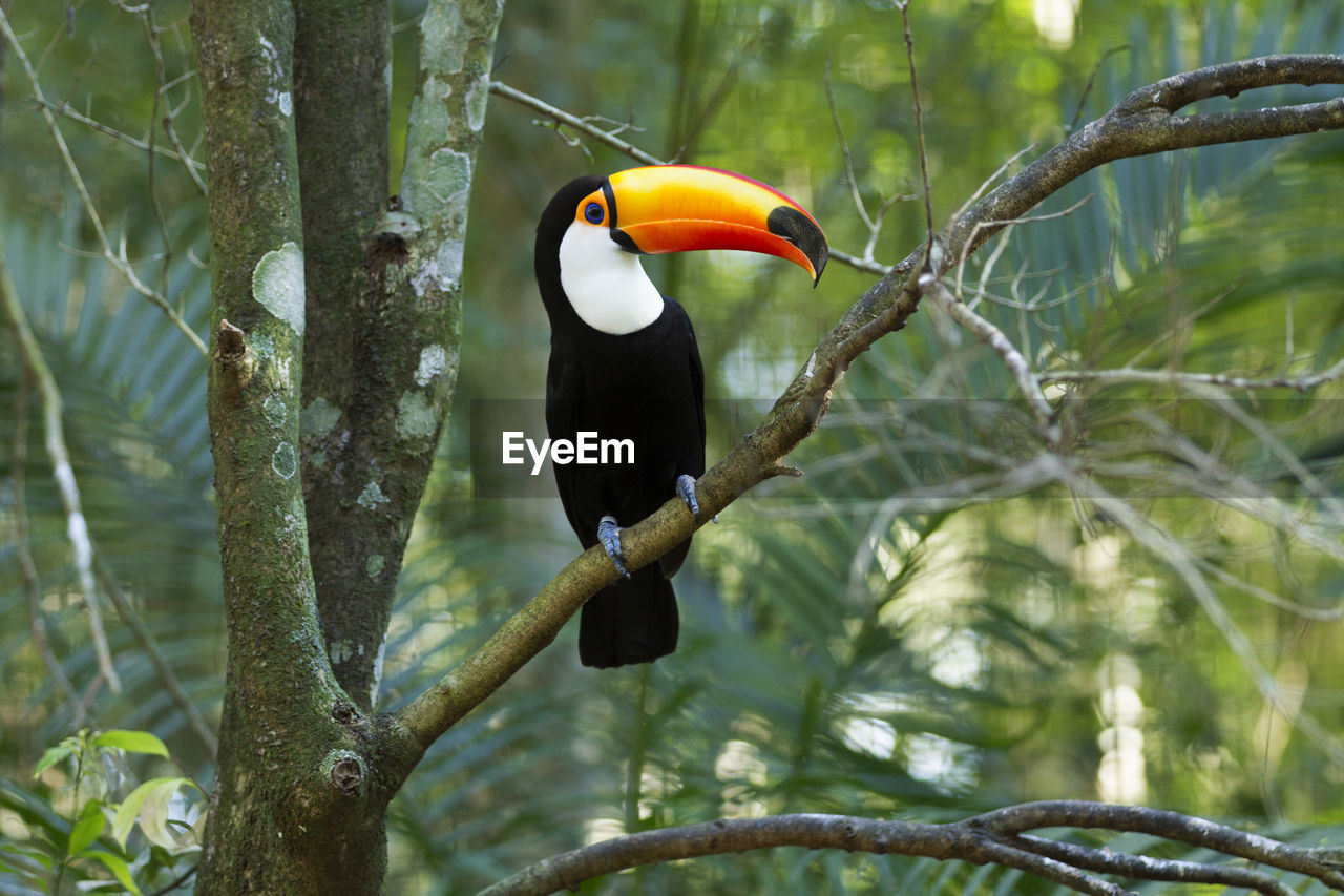 BIRD PERCHING ON BRANCH