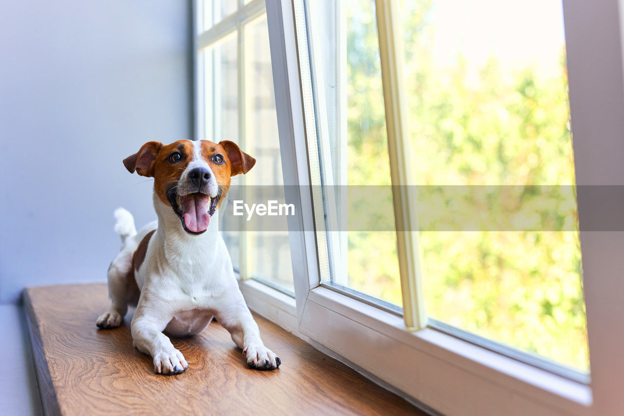 pet, domestic animals, dog, canine, mammal, one animal, animal themes, animal, window, indoors, carnivore, sitting, no people, puppy, day, home interior, cute, looking, facial expression, lap dog, portrait, nature, young animal