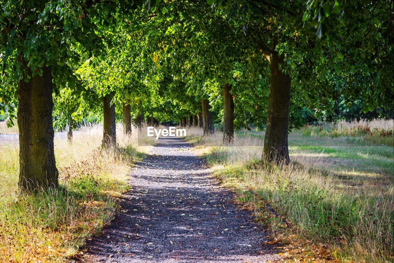 Footpath amidst trees on grassy field