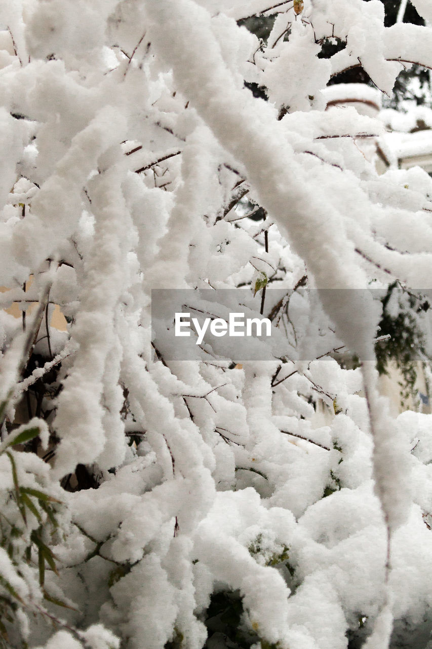 CLOSE-UP OF FROZEN PLANT