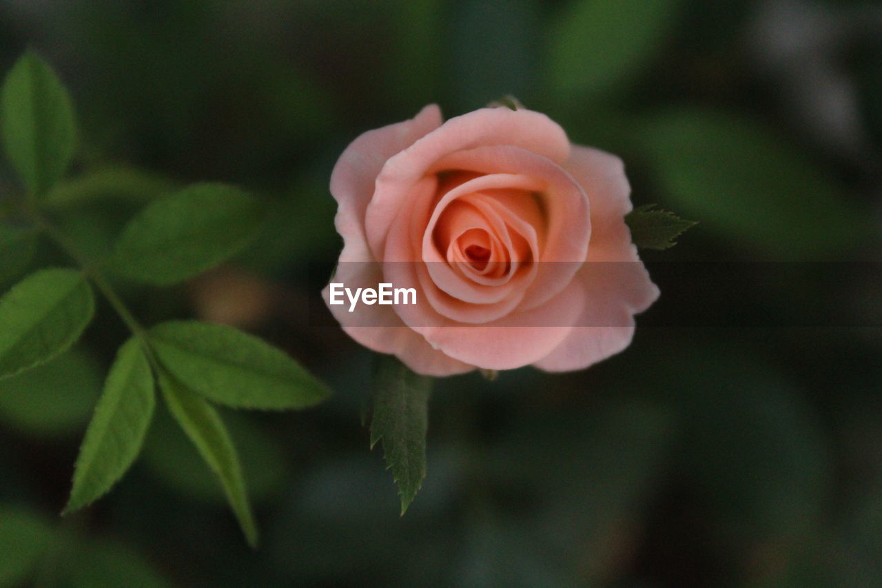 Close-up of rose blooming outdoors