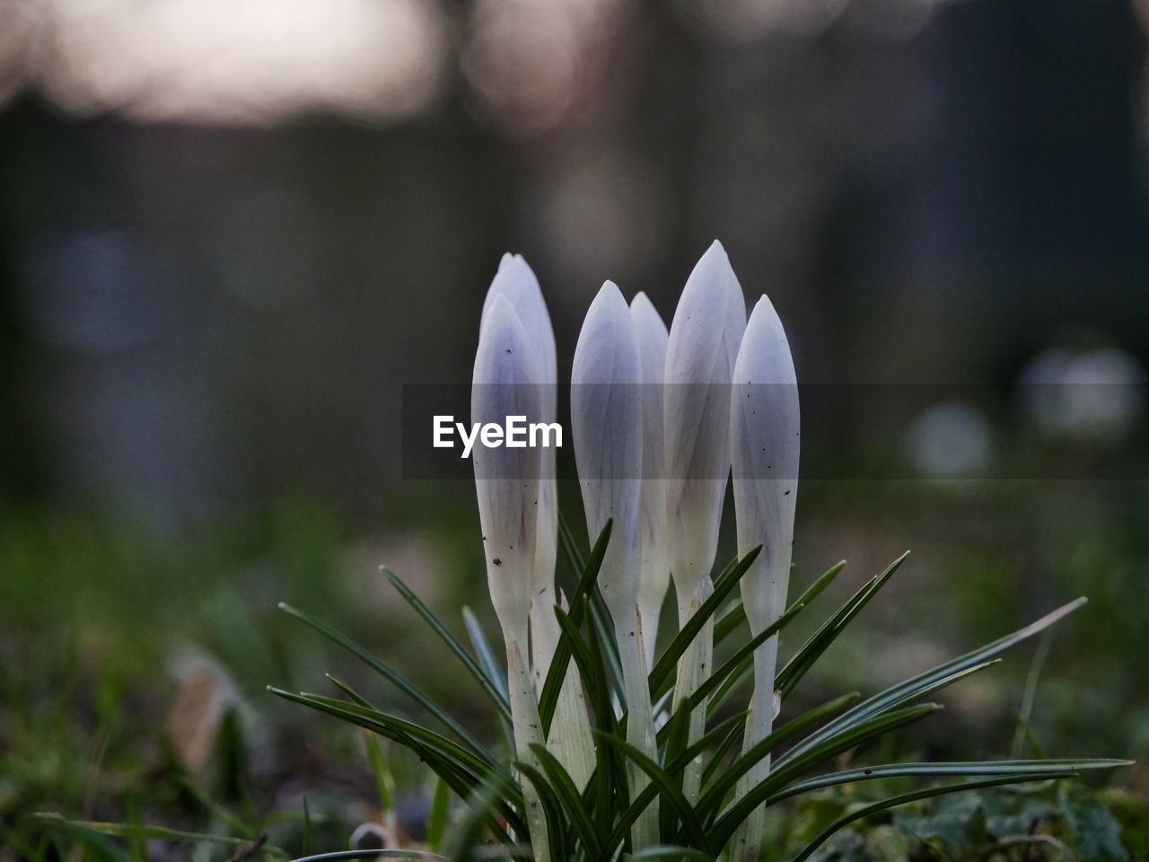 Close-up of crocus blooming outdoors