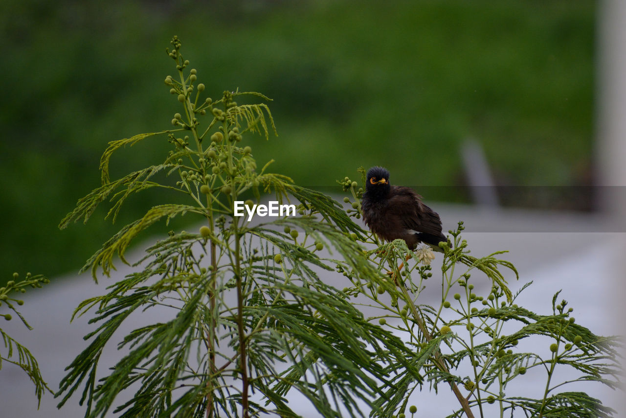 BIRD PERCHING ON PLANT