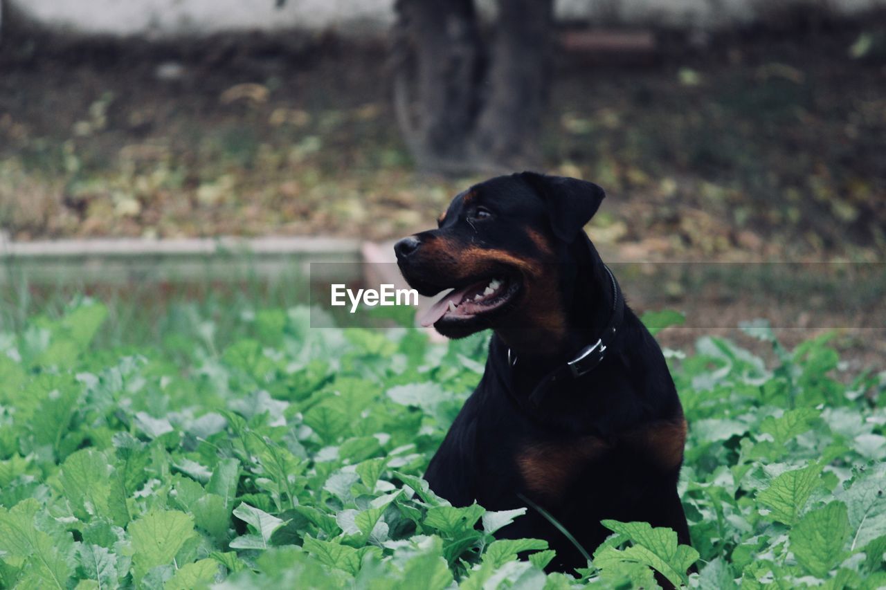 Close-up of black dog sitting on grass