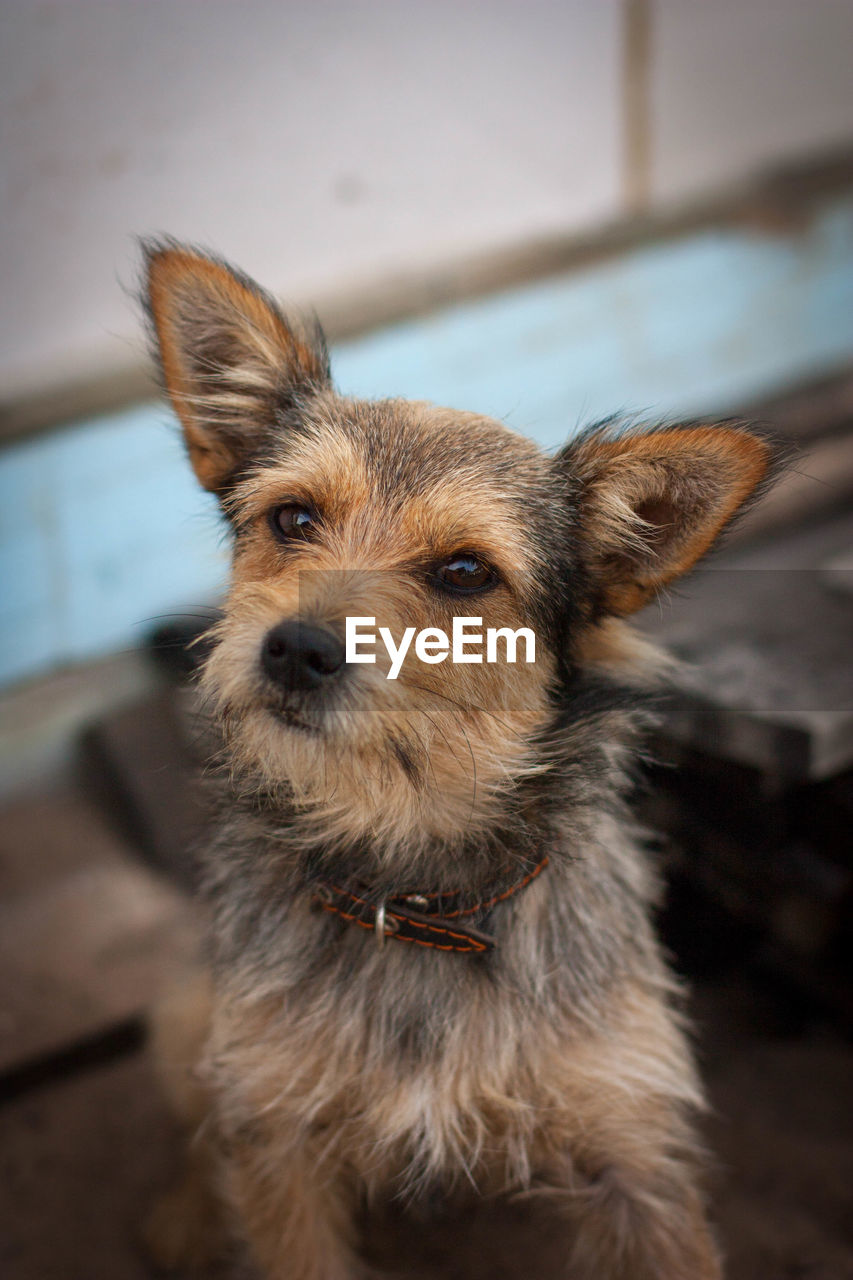 Close-up portrait of dog