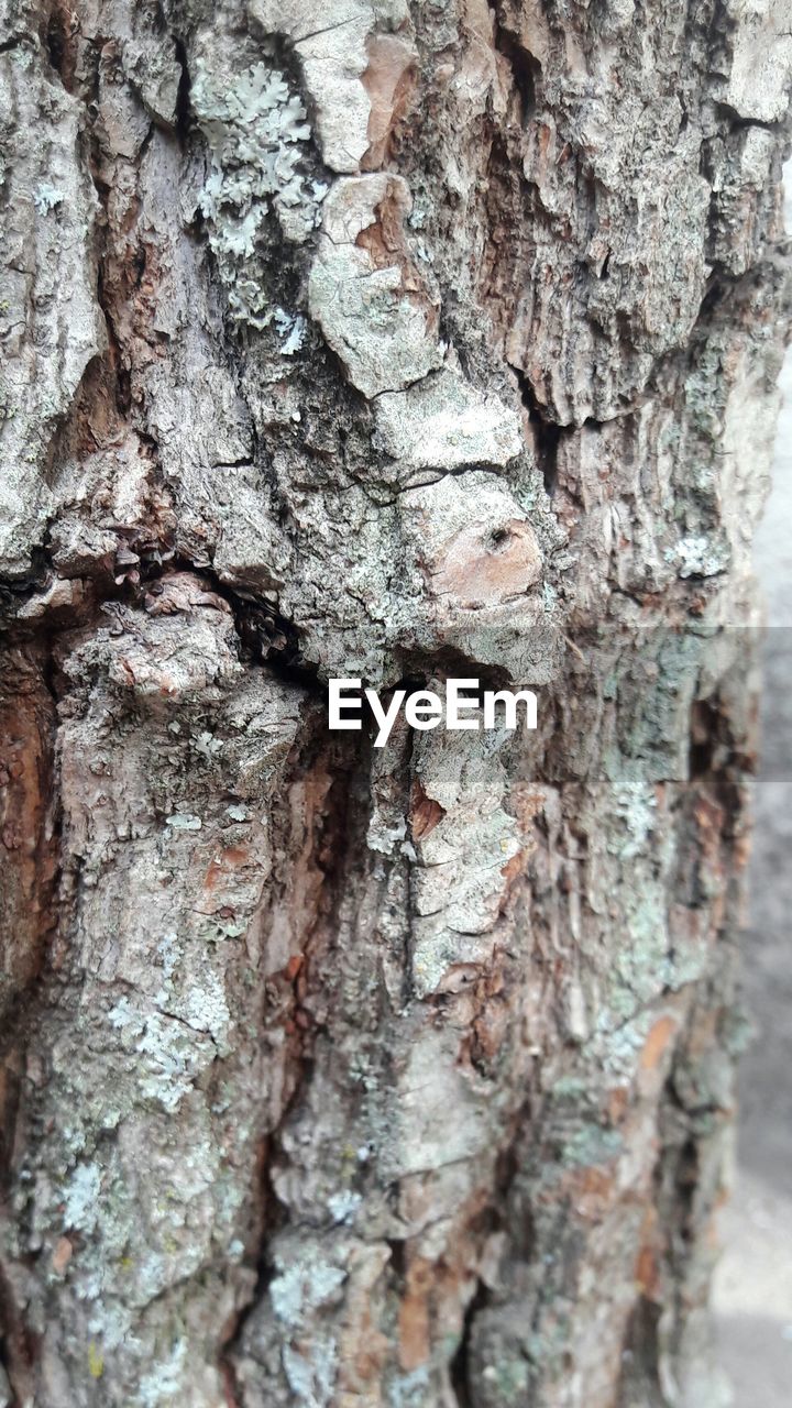 CLOSE-UP OF TREE BARK