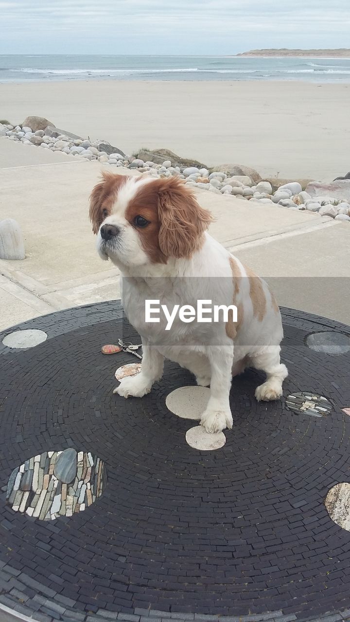 Dog sitting on the shore