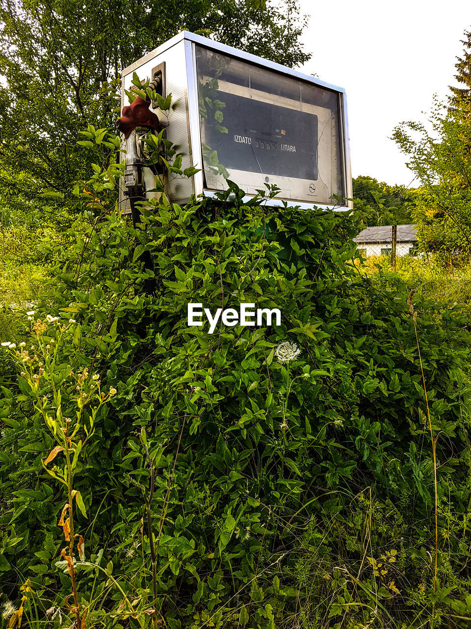 LOW ANGLE VIEW OF MAN STANDING ON PLANT