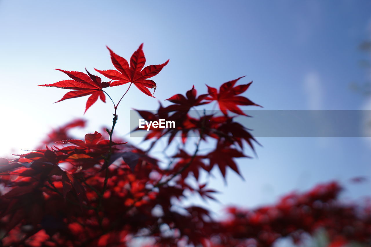 CLOSE-UP OF RED MAPLE LEAVES ON TREE AGAINST SKY