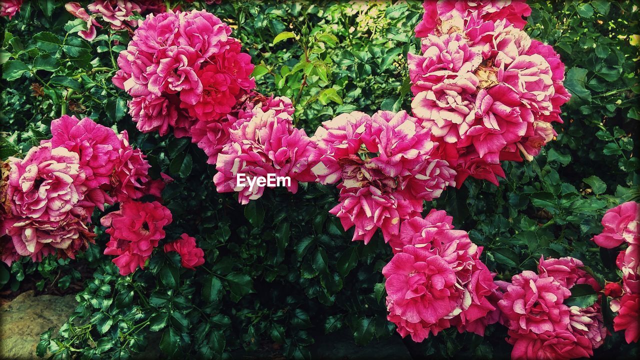 CLOSE-UP OF PINK FLOWERS IN BLOOM