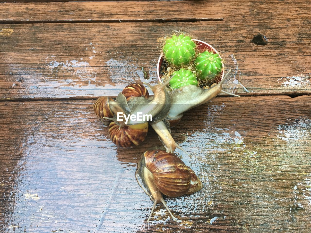 HIGH ANGLE VIEW OF SHELL ON WOOD