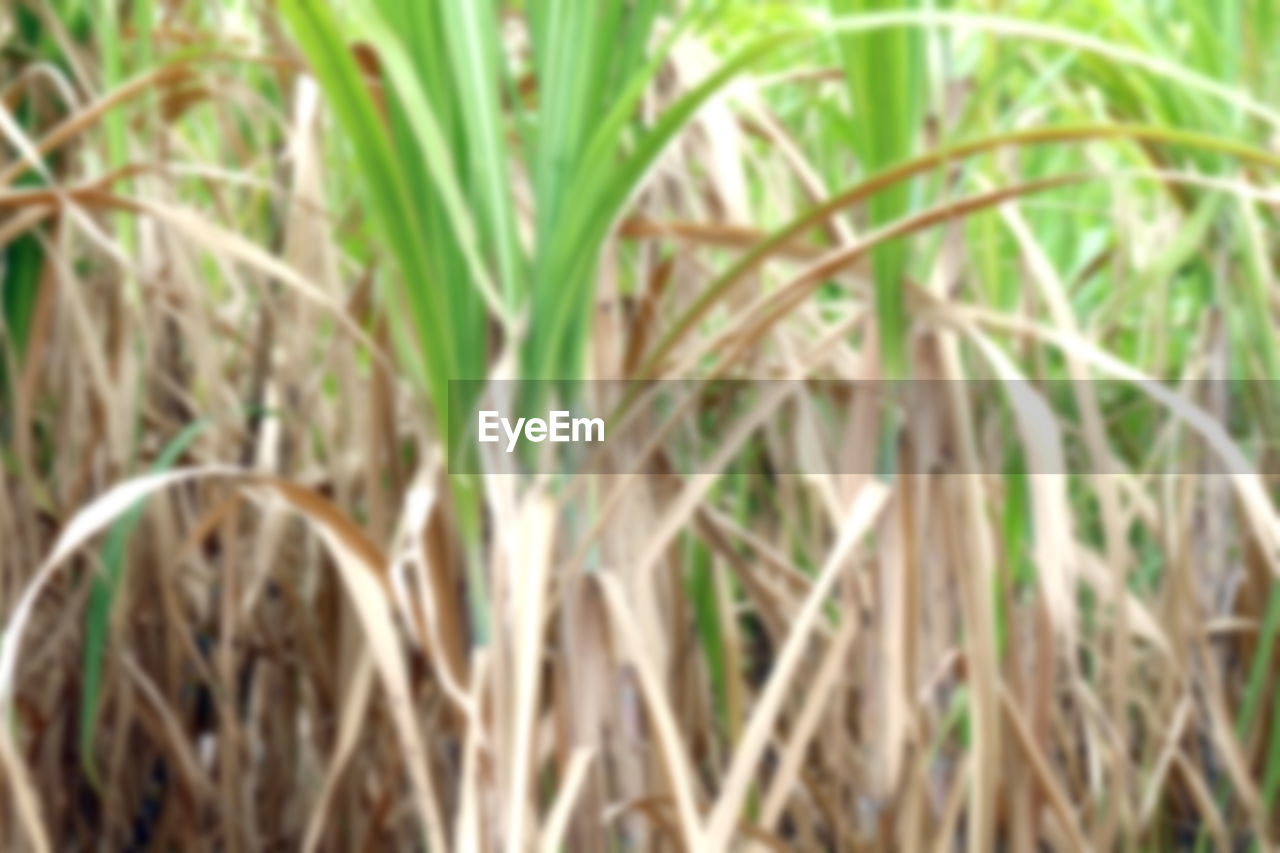 CLOSE-UP OF CORN FIELD