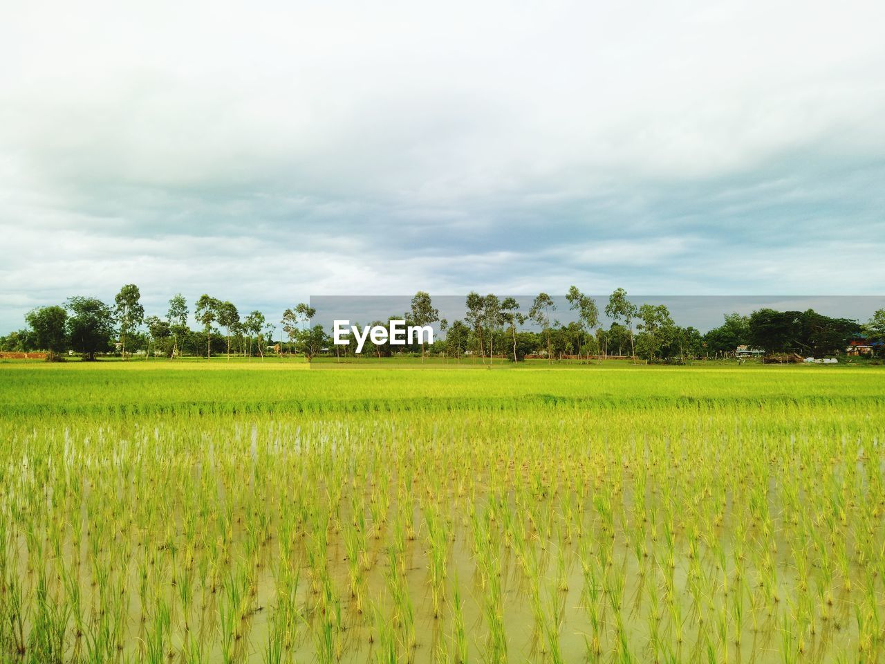 SCENIC VIEW OF FARMS AGAINST SKY