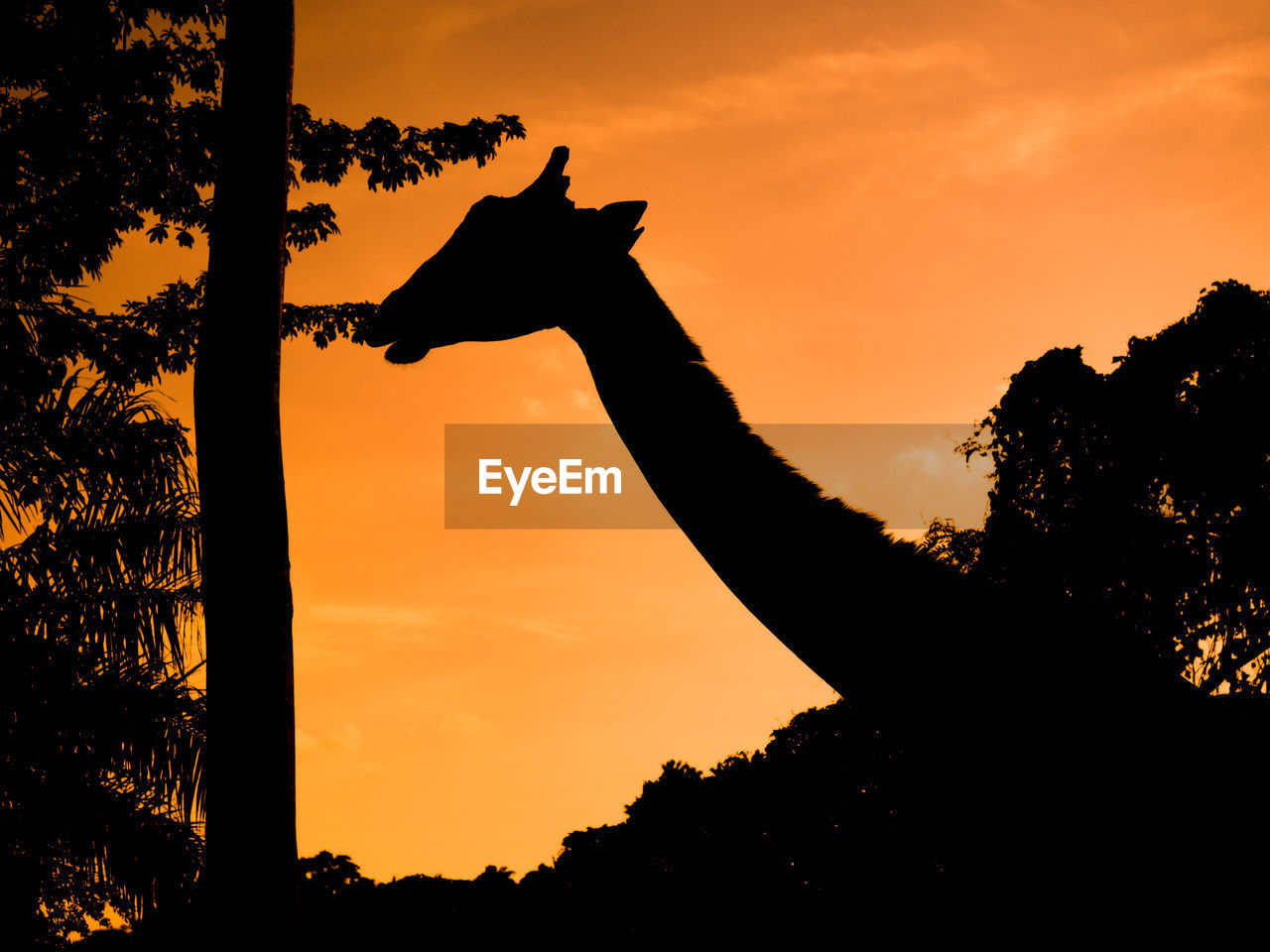 Silhouette giraffe in forest against orange sky during sunset