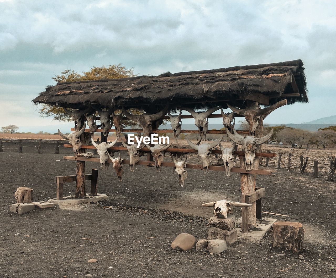 VIEW OF SHEEP ON FIELD