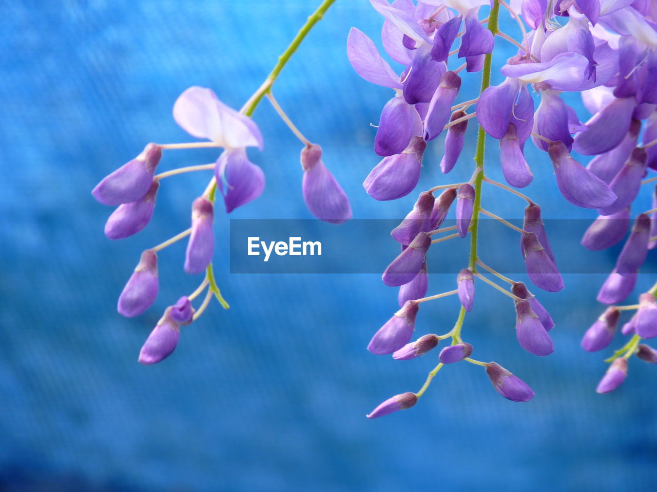 Close-up of flowers blooming outdoors